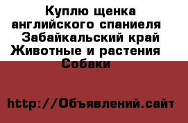 Куплю щенка английского спаниеля - Забайкальский край Животные и растения » Собаки   